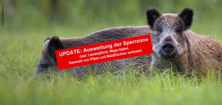 Wildschweine